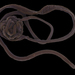 Bootlace Worm - Photo (c) Alfonso Herrera Bachiller, some rights reserved (CC BY-NC-SA)