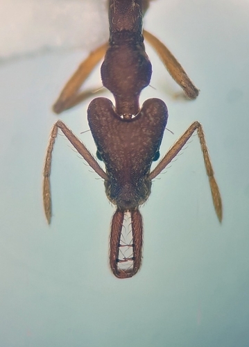 Strumigenys saliensStrumigenys saliens