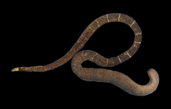 Euborlasia elizabethae