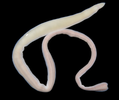 Cerebratulus marginatus