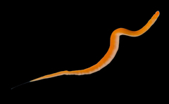 Cerebratulus aerugatus