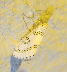 Philtraea paucimacula