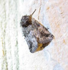 Copanarta aurea