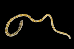 Nemertopsis bivittata