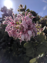 Arctostaphylos pringlei