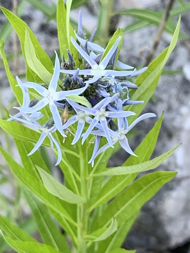 Amsonia tabernaemontana iNat (3)