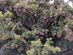 Arctostaphylos pringlei