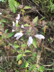 Monarda clinopodioides
