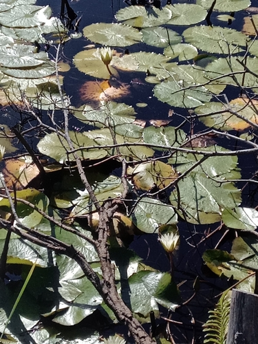 Image of Nymphaea pulchella by no rights reserved