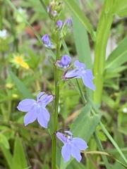 Lobelia gattingeri