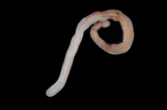 Baseodiscus delineatus