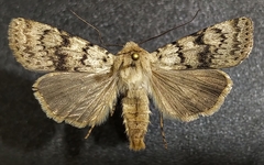 Euxoa setonia