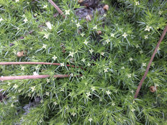 Galium andrewsii