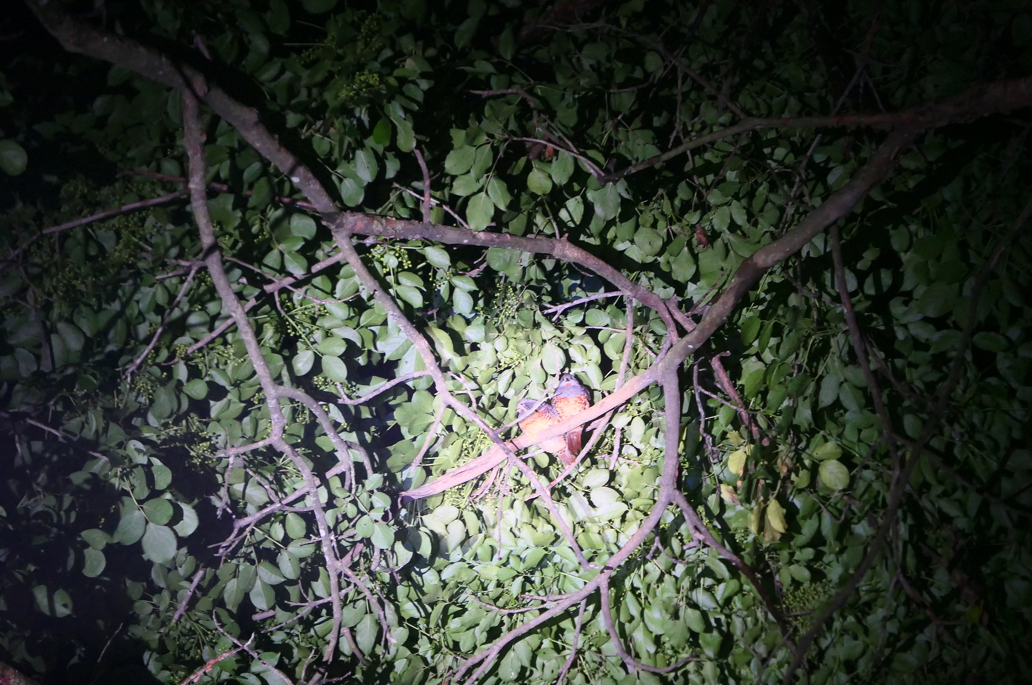 Taiwan Bamboo Partridge