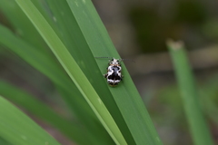 Acrocyum dorsalis