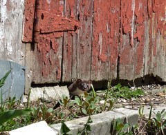 Mustela