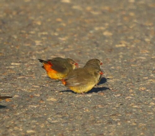 Orange-breasted Waxbill (Amandava subflava), photo 3