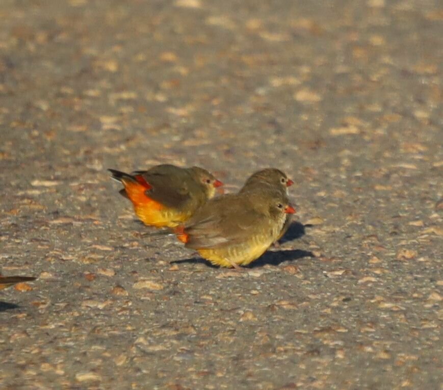 Orange-breasted Waxbill (Amandava subflava), photo 2