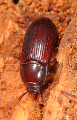 Uloma imberbis