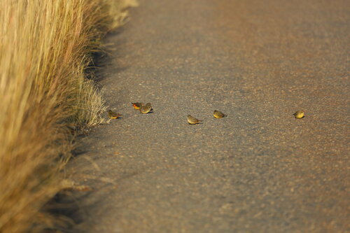 Orange-breasted Waxbill (Amandava subflava), photo 4
