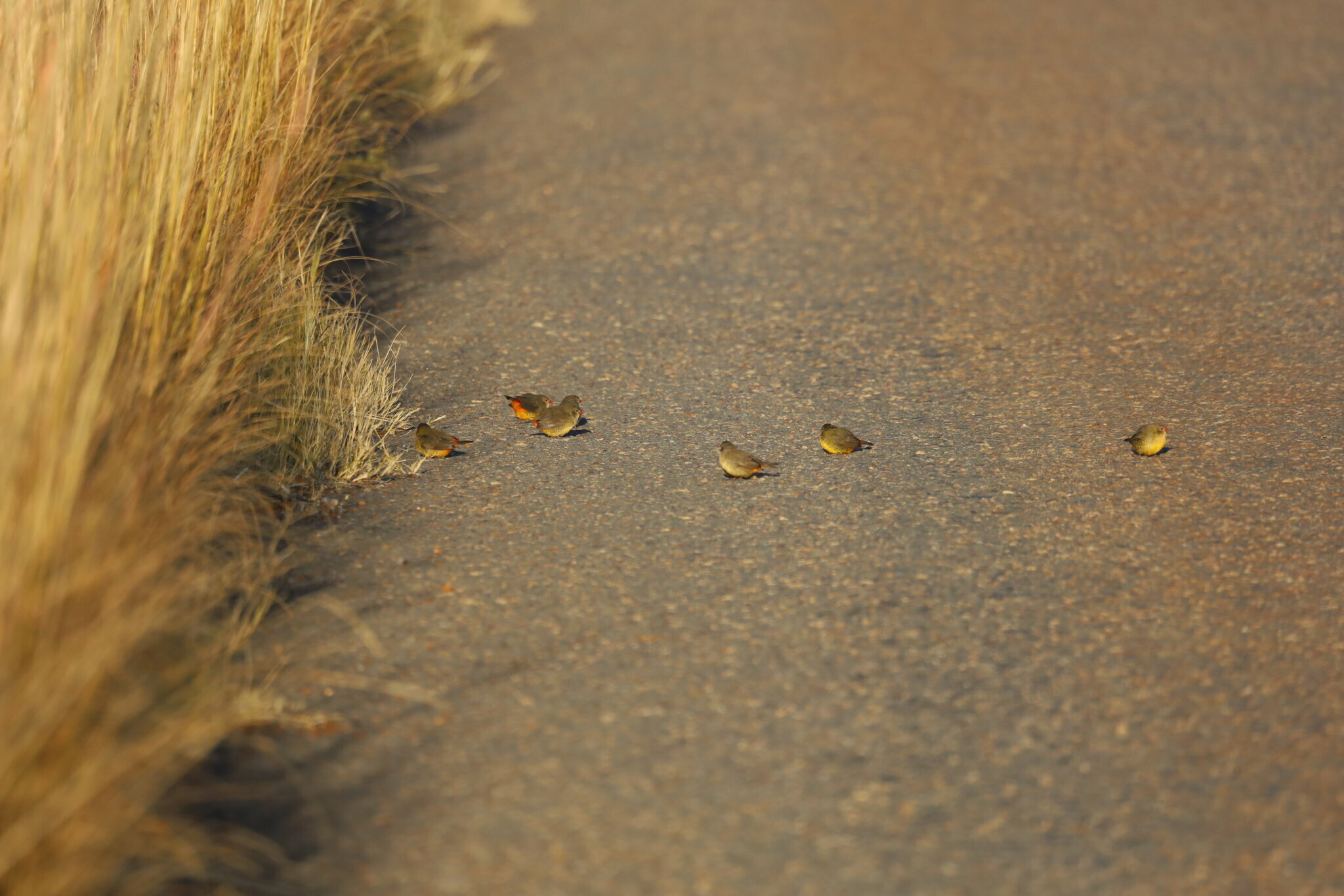 Orange-breasted Waxbill (Amandava subflava), photo 3