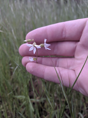 Lithophragma affine