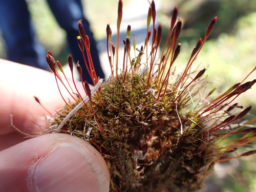 Image of Tetraplodon mnioides by no rights reserved