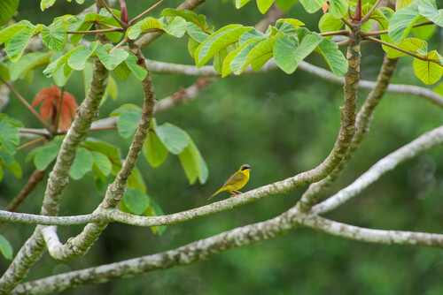 Masked Yellowthroat (Geothlypis aequinoctialis), photo 8