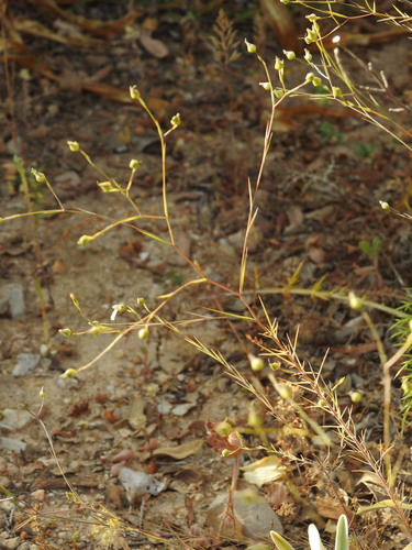 Linum setaceum (Linum setaceum)