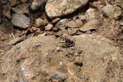 Eremnophila