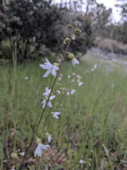 Lithophragma affine