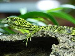 Yellow Tree Monitor photo 3