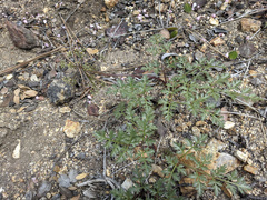 Tauschia parishii
