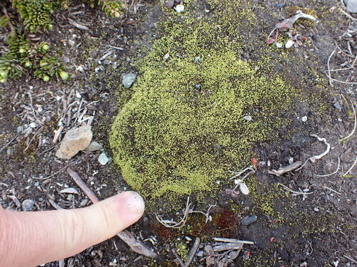 Image of Conostomum tetragonum by no rights reserved