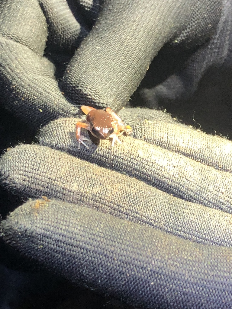 Micryletta melanops