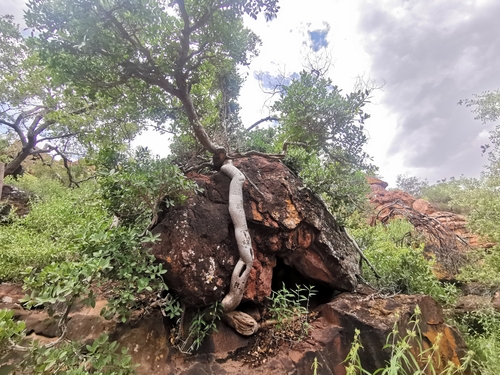 Image of Ficus ilicina by (c) Nathan Van Cooten, some rights reserved (CC BY)