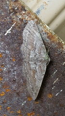 Iridopsis vellivolata