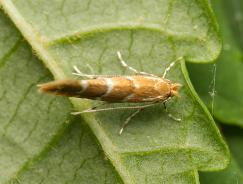 Horse-chestnut Leafminer