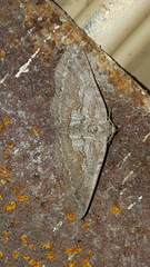 Iridopsis vellivolata