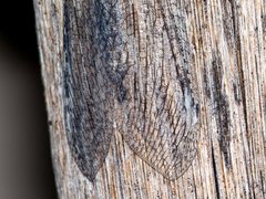 Heoclisis fundata