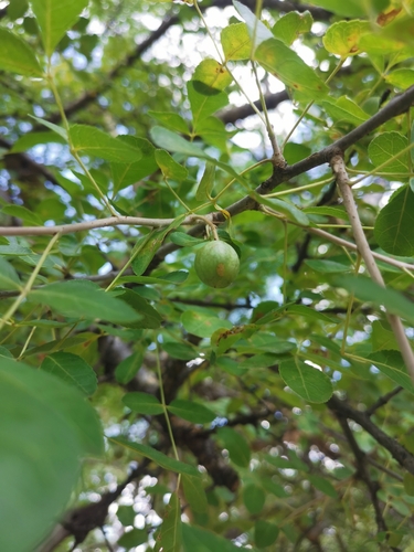 Sand Corkwood (Commiphora angolensis)
