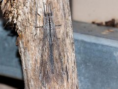 Heoclisis fundata