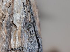 Heoclisis fundata