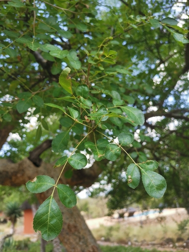 Commiphora angolensis