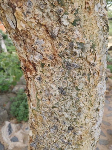 Image of Commiphora angolensis by (c) Nathan Van Cooten, some rights reserved (CC BY)