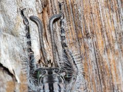 Heoclisis fundata