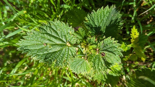 Nettle Pouch Gall Midge, Voorhout, Nederland, photo 8 of 10