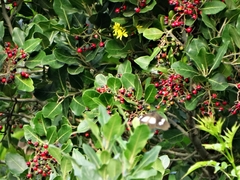 Acraea aganice aganice