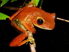 White-Lipped Bright-Eyed Frog photo 2
