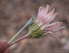 Townsendia scapigera